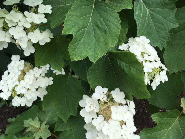 Growing and Drying Hydrangeas