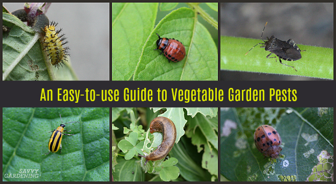 Our guide to vegetable garden pests: 15 of the worst offenders