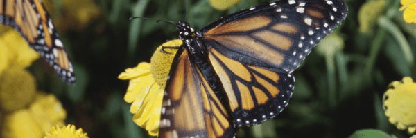 Pretty, portable pollinator gardens: Top 10 plants for pollinator ...