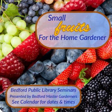 picture with grapes, raspberries, blueberries, strawberries and blackberries