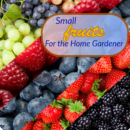 Picture with grapes, strawberries, blueberries, raspberries, and blackberries