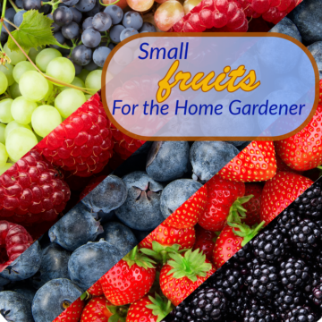 Picture with grapes, strawberries, blueberries, raspberries, and blackberries