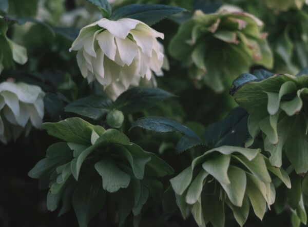 hellebore blooms