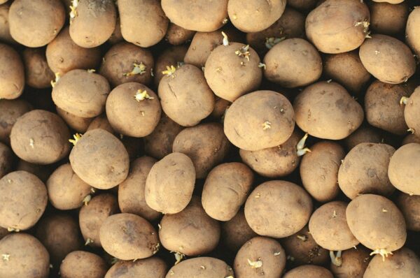 Potatoes that have sprouted