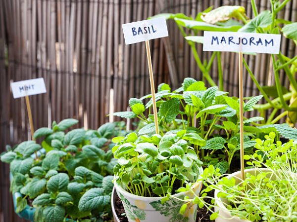 Basil, marjoram, and mint in flower pots