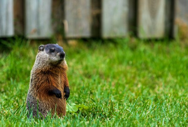 woodchuck