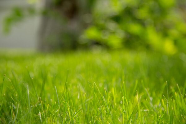 lawn grass