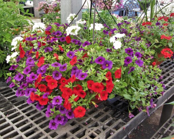red white and blue flowers