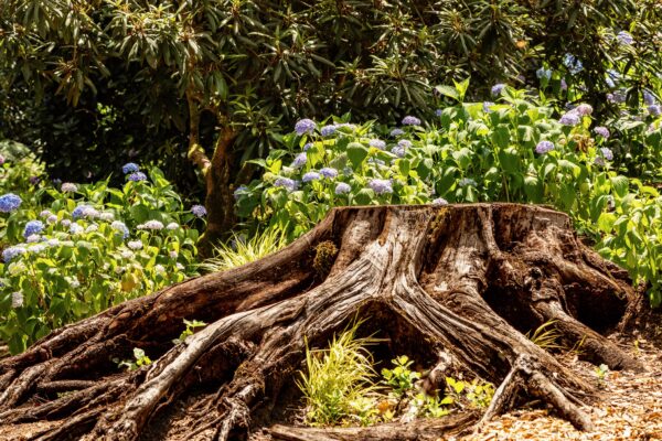 Tree stump surrounded by flowers and plants