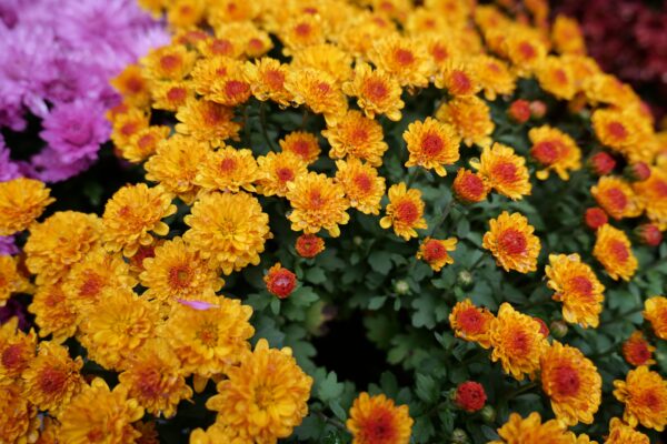 orange and pink Chrysanthemums