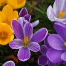 yellow and purple crocus blooms