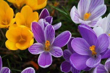 yellow and purple crocus blooms