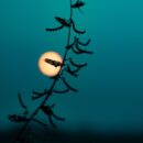 Plant in front of the moon