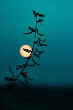 Plant in front of the moon