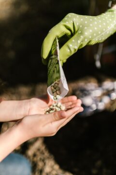 Seeds pouring into a hand